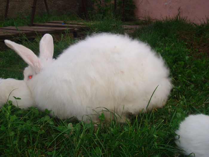 DSC04359 - Tineret angora