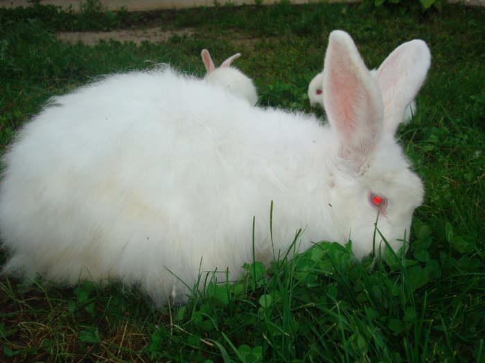 DSC04365 - Tineret angora