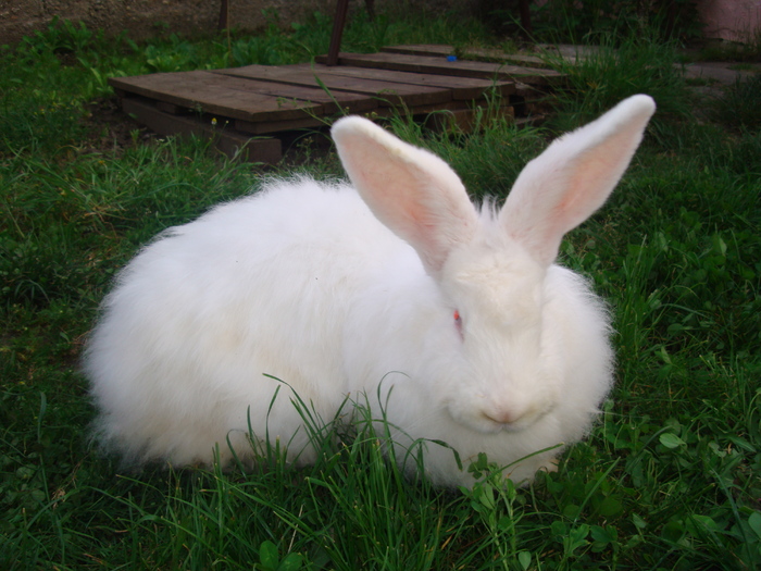 DSC04366 - Tineret angora