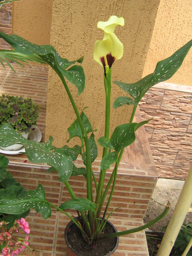 4 iulie 027