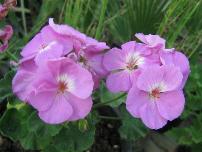 Violet Wonder - Sieberz - FLORI 2010