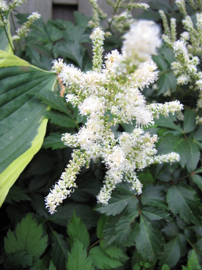 Astilbe alb 1 iul 2010 - astilbe