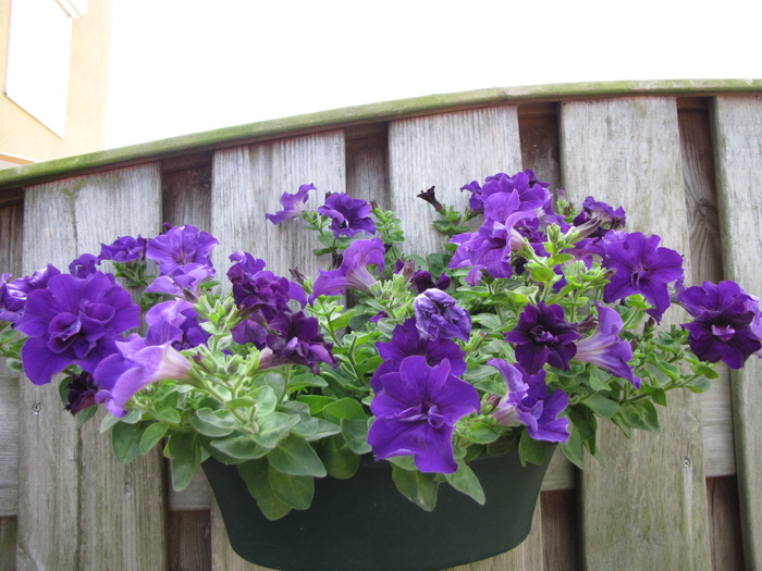 Petunii 1 iul 2010 (2)