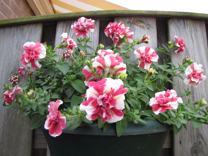 Petunii 1 iul 2010 (4)