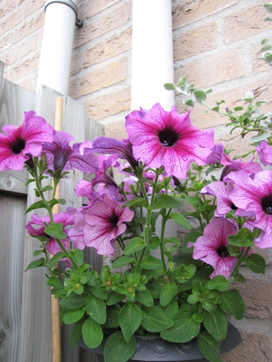 Petunii 1 iul 2010 (6)