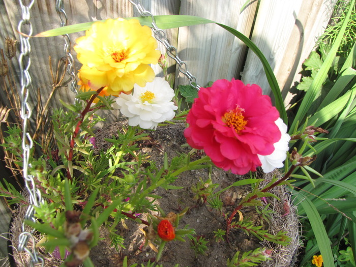 Portulaca 17 aug 2009 (1)