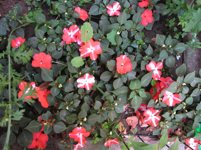 Impatiens 1 iul 2010 (4) - impatiens