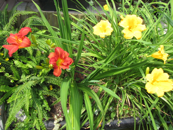 Hemerocallis rosu & galben 3 iul 2010