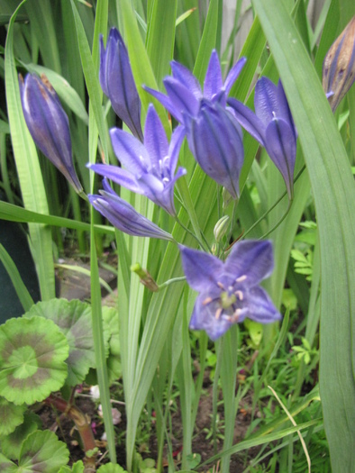 Triteleia Fabiola (Bakker) 3 iul 2010 - plante diverse