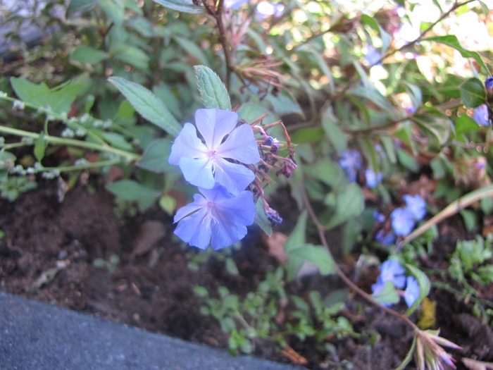 Ceratostigma plumbaginoides 15 oct 2009 (1) - plante diverse - nu imi apartin