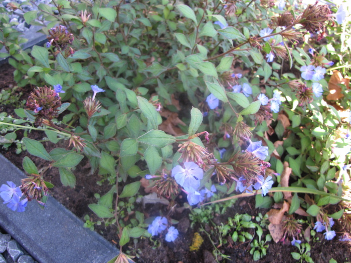 Ceratostigma plumbaginoides 15 oct 2009 (2) - plante diverse - nu imi apartin