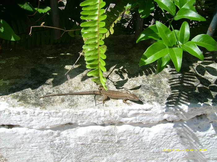 DSCI7344 - 2010_Corfu_20-29-06-b