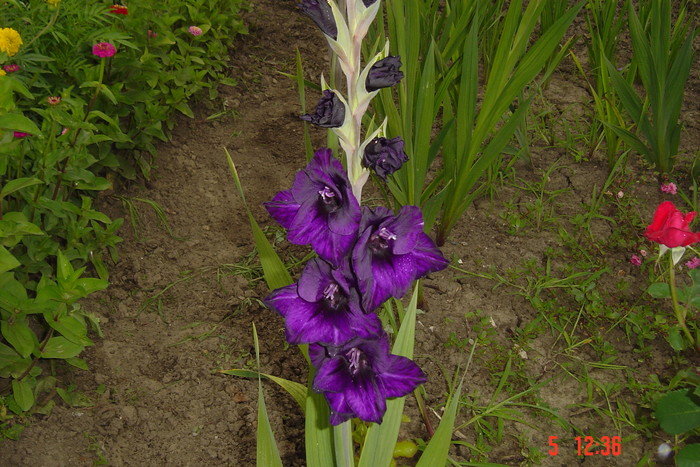 poze noi 602 - GLADIOLE 2010