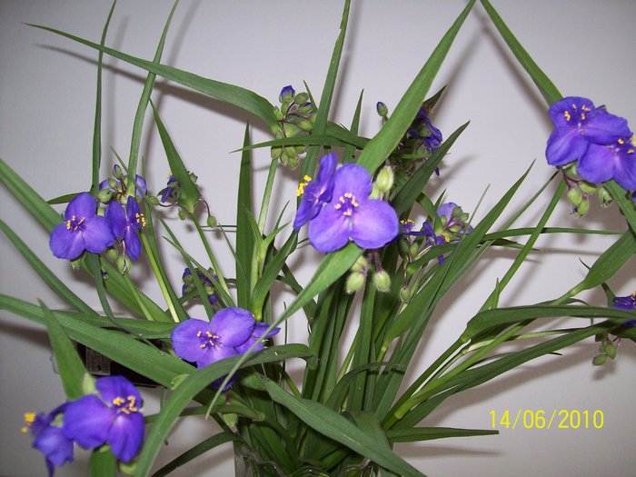 Tradescantia Virginiana