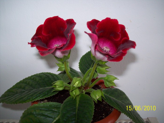 Gloxinia 15 iun 2010 (1)