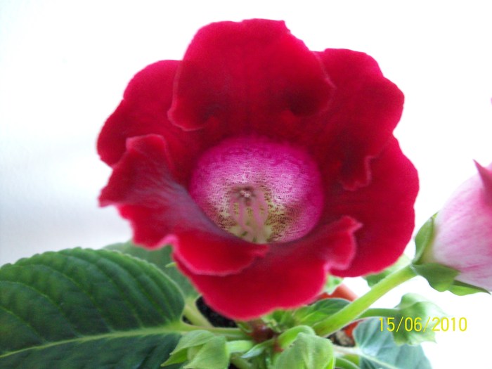 Gloxinia 15 iun 2010 (2) - plantele mamei mele