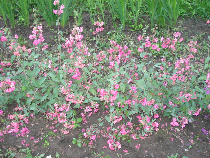 DSC05526