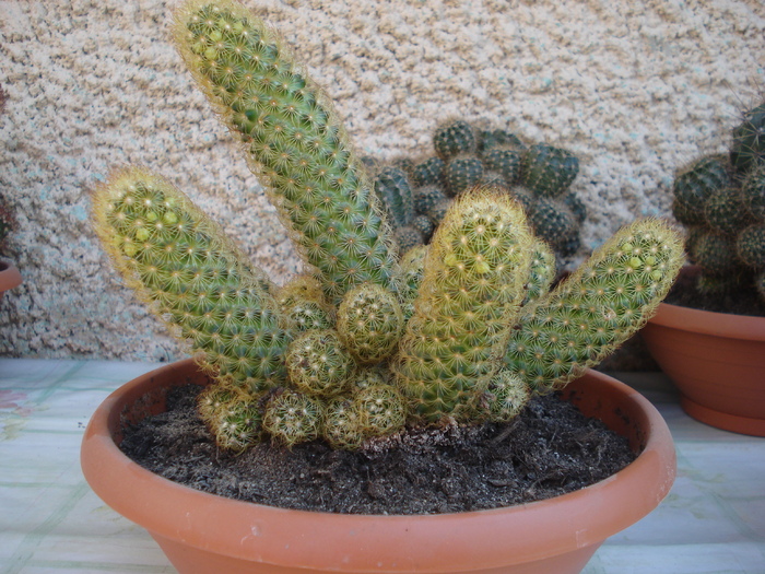 DSC05347 - cactusi 2010