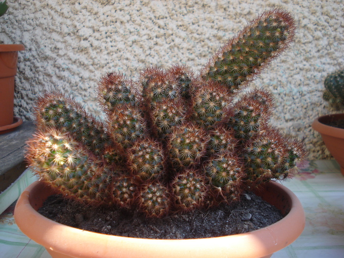 DSC05348 - cactusi 2010