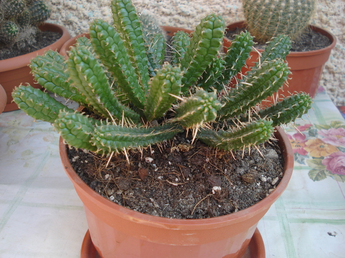 DSC05350 - cactusi 2010