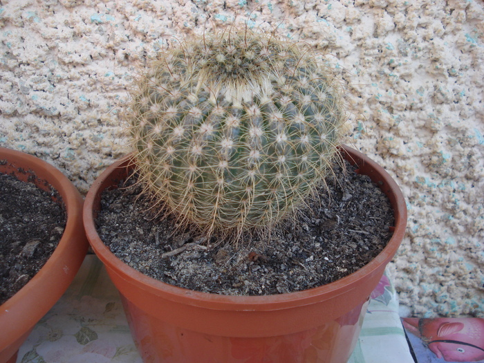 DSC05351 - cactusi 2010