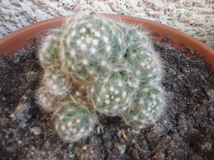 DSC05352 - cactusi 2010
