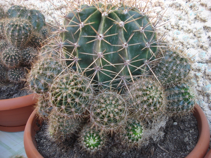 DSC05353 - cactusi 2010
