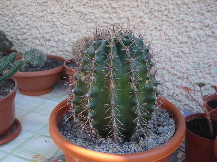 DSC05354 - cactusi 2010