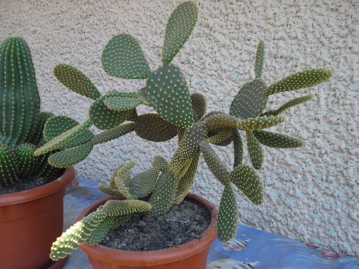 DSC05355 - cactusi 2010