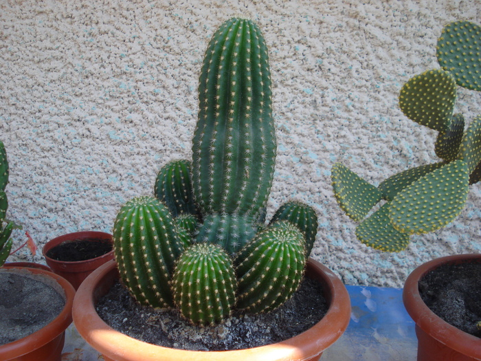 trichocereus - cactusi 2010