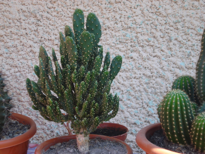 DSC05357 - cactusi 2010