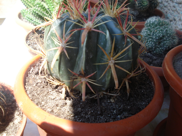 DSC05358 - cactusi 2010