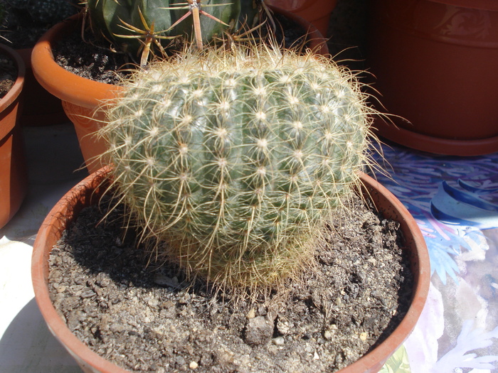 DSC05359 - cactusi 2010