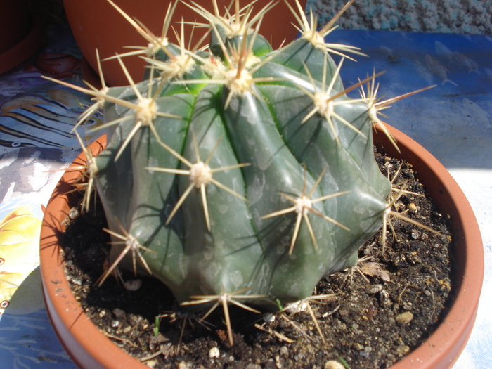 DSC05360 - cactusi 2010
