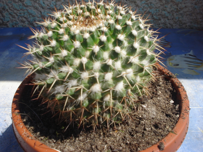 DSC05361 - cactusi 2010