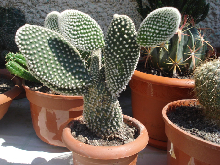 DSC05363 - cactusi 2010