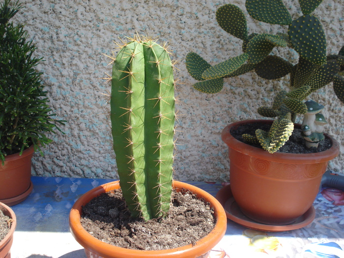 DSC05364 - cactusi 2010