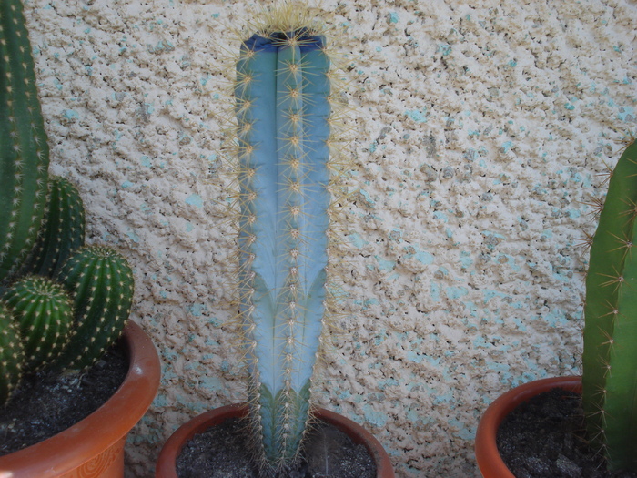 DSC05365 - cactusi 2010