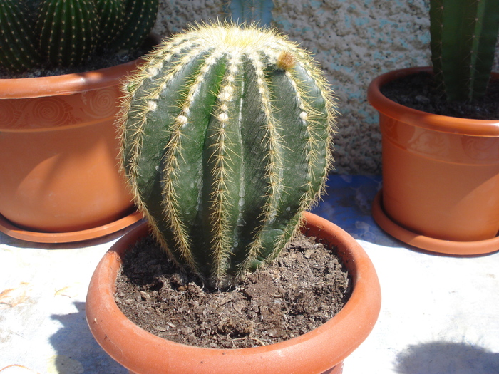 DSC05366 - cactusi 2010