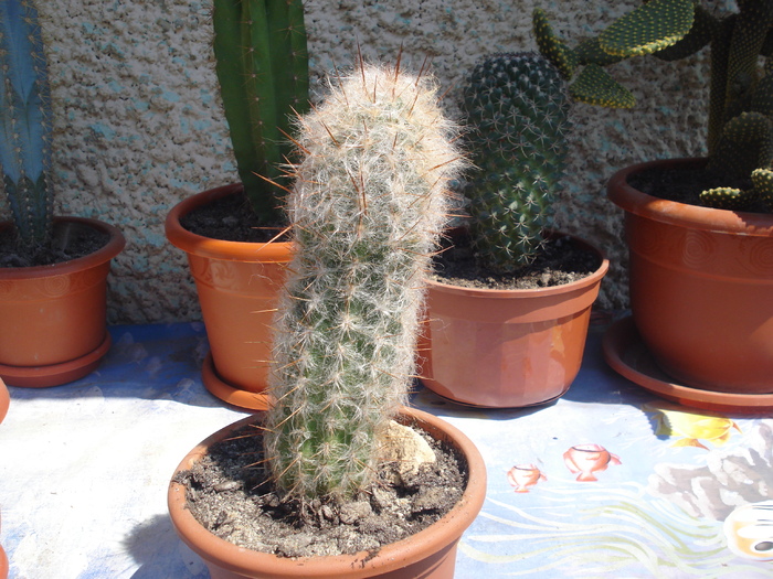 DSC05367 - cactusi 2010