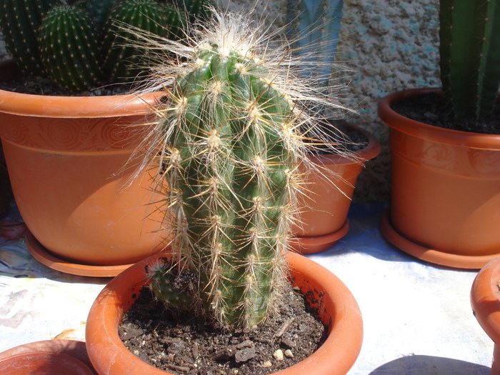 DSC05368 - cactusi 2010