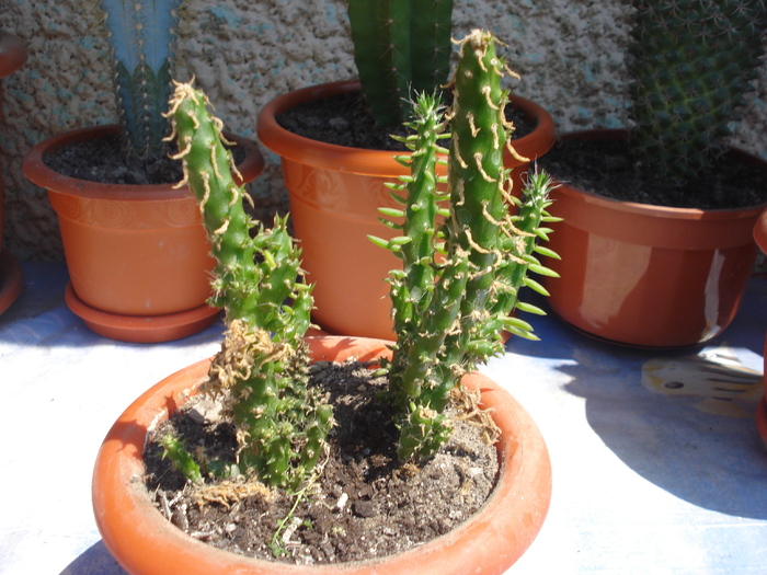 DSC05369 - cactusi 2010