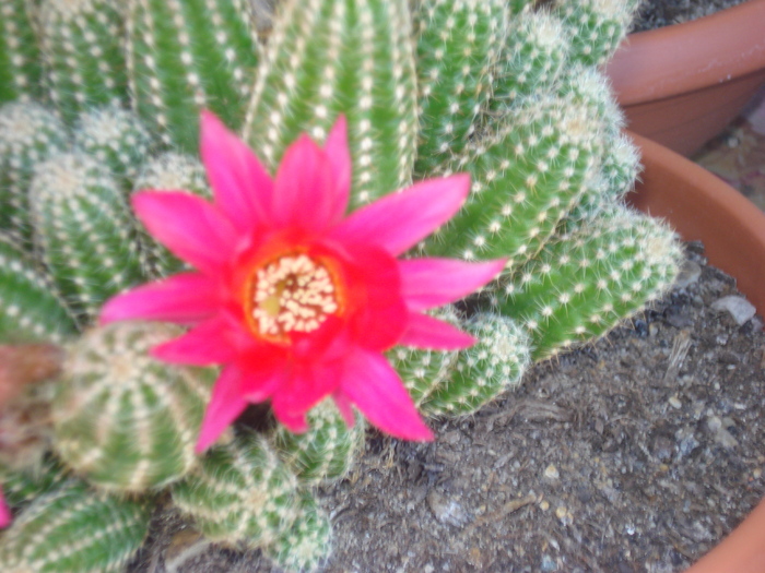 DSC05468 - cactusi 2010