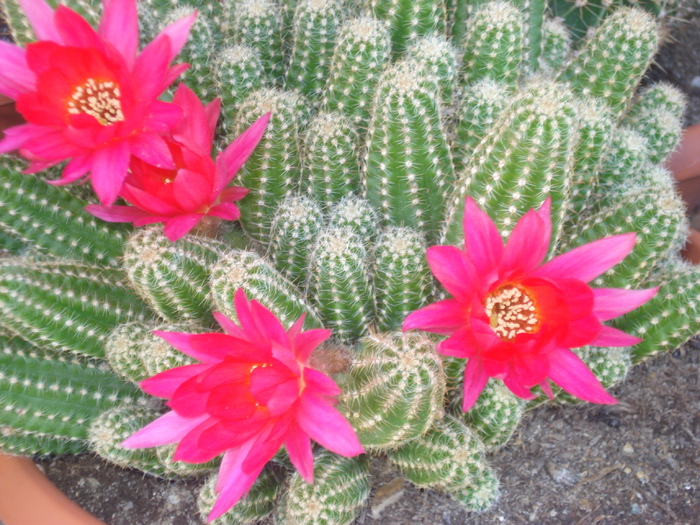 DSC05469 - cactusi 2010