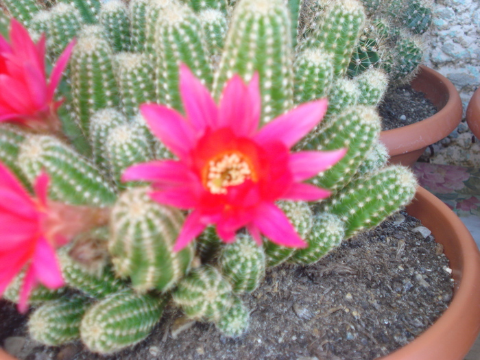 DSC05470 - cactusi 2010