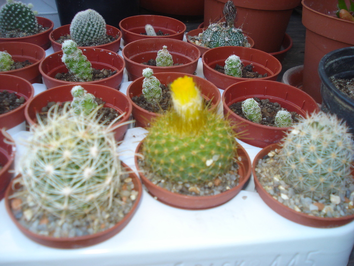 DSC05471 - cactusi 2010