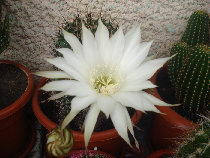 DSC05516 - cactusi 2010