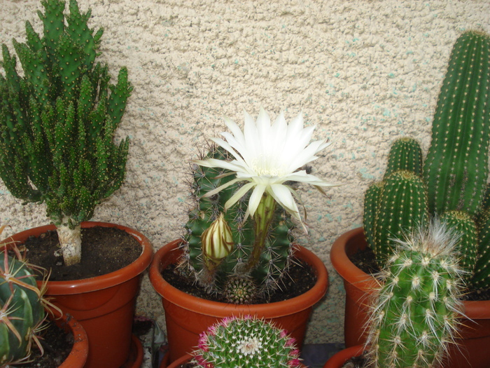 DSC05517 - cactusi 2010