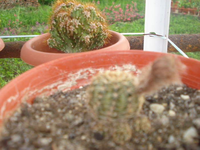 DSC05520 - cactusi 2010