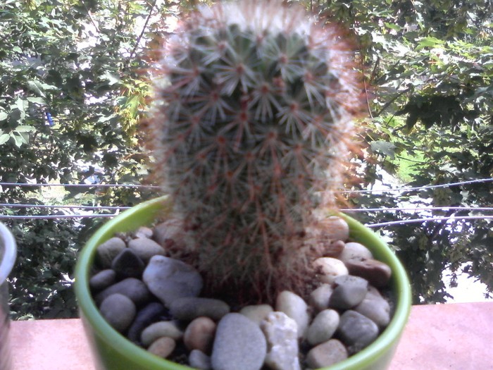 mammillaria 5.07.10; Mammillaria backegergiana
